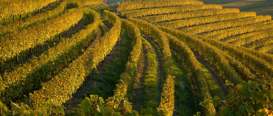 Vigneto di uva Schioppettino, varietà autoctona di Prepotto - Colli Orientali del Friuli