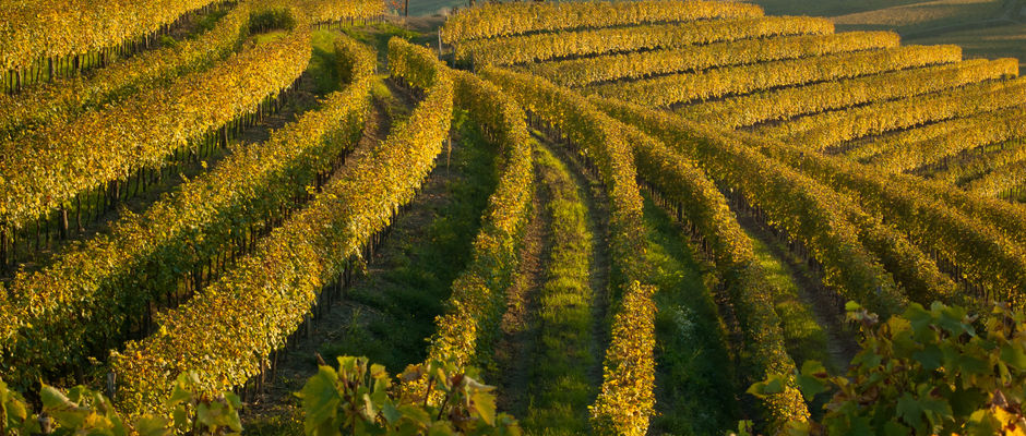 Vigneto di uva Schioppettino, varietà autoctona di Prepotto - Colli Orientali del Friuli