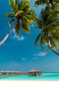 Blue sky and palm trees on the sea front in the Maldives