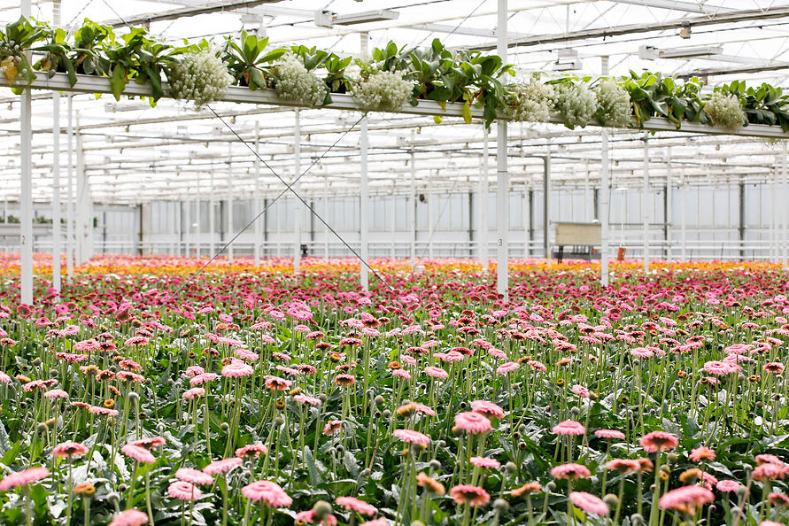 summitgerbera-koolhaasnatuurlijk-20240417_029.jpg