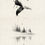 Miniature : Baleine flottante #1
