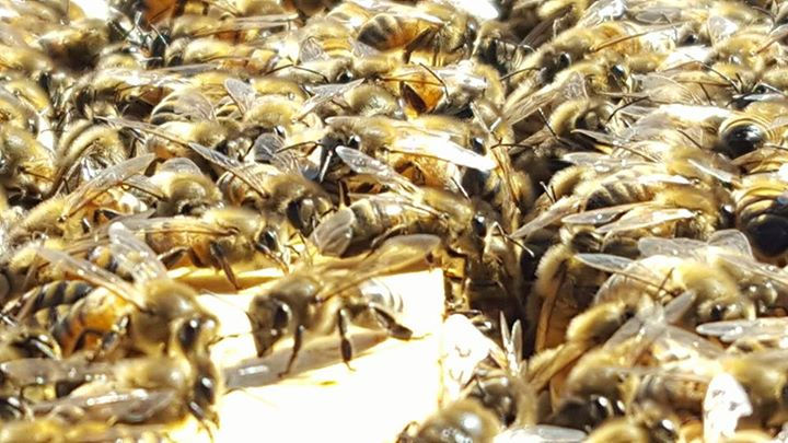 Thumbnail: Spring Nucleus Bee Colony 2023!!