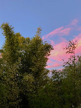 Balcooa bamboo at sunset