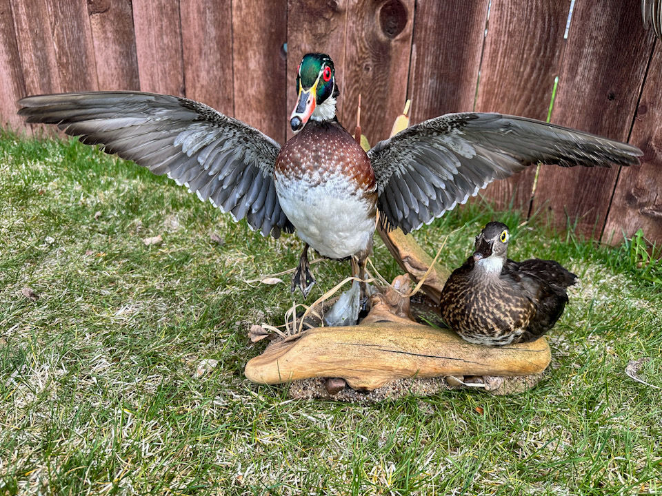 Male and female wood ducks. The male is flying out of the water.
