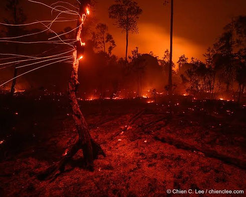 borneo fire.jpeg