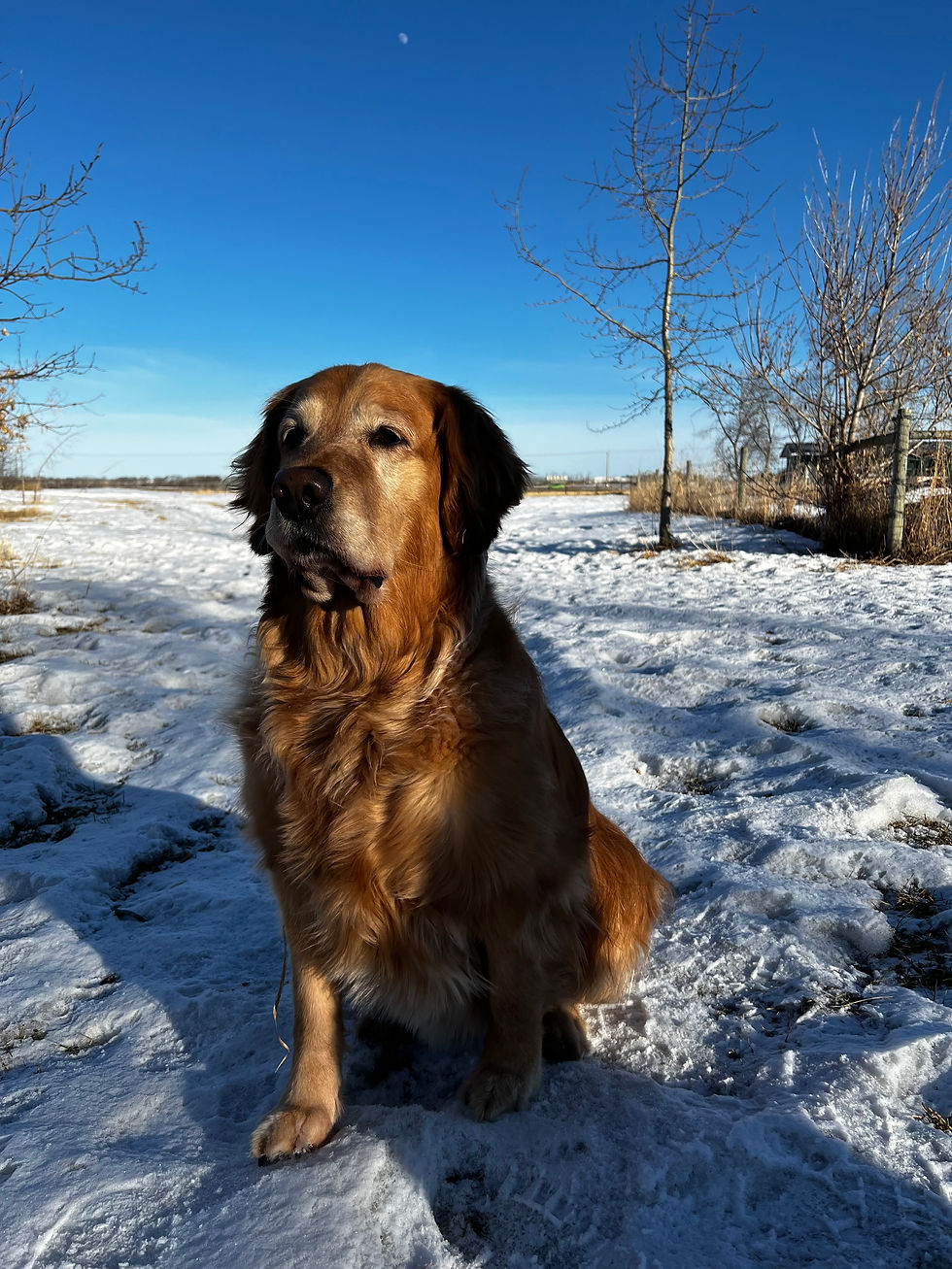 Willow