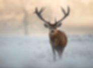 AdobeStock_97451015.jpeg