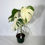 Thumbnail: Monstera Variegated Albo Plant With POT