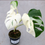 Thumbnail: Monstera Half Moon White Albo Plant with Pot