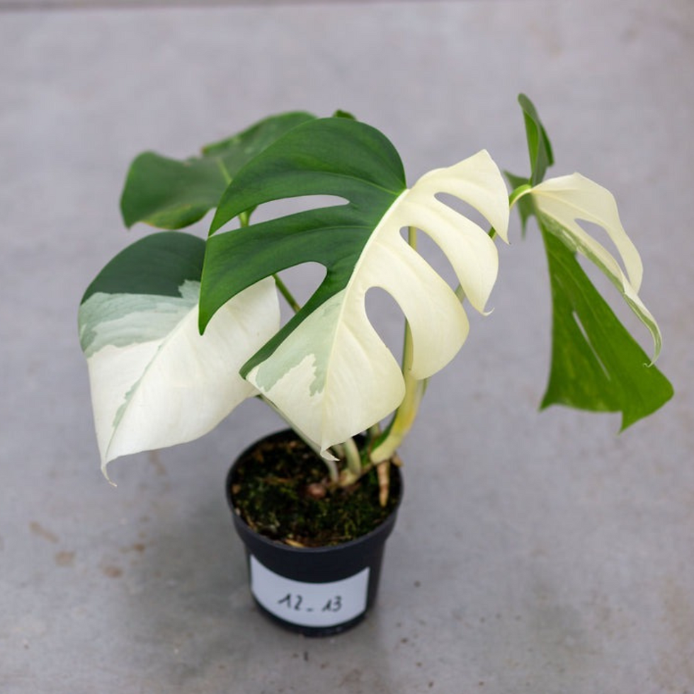 Thumbnail: Monstera Half Moon White Albo Plant with Pot