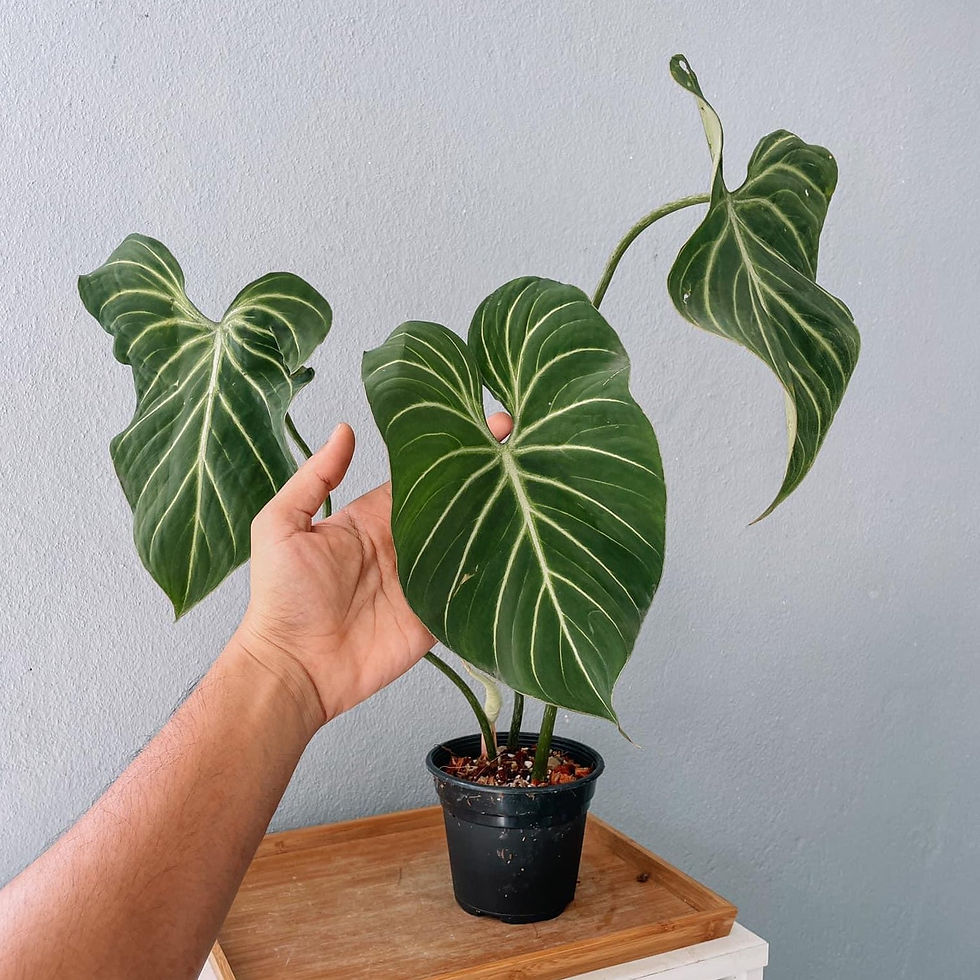 Thumbnail: Philodendron Gloriosum Plant With POT