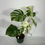Thumbnail: Monstera Variegated Albo Plant With POT