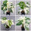 Thumbnail: Monstera Albo Variegated Plant with Pot