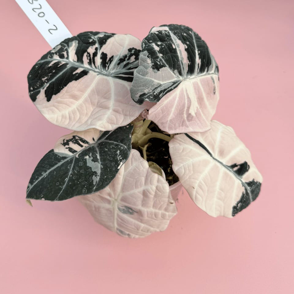 Thumbnail: Alocasia Black Velvet Pink Variegated Corm Plants