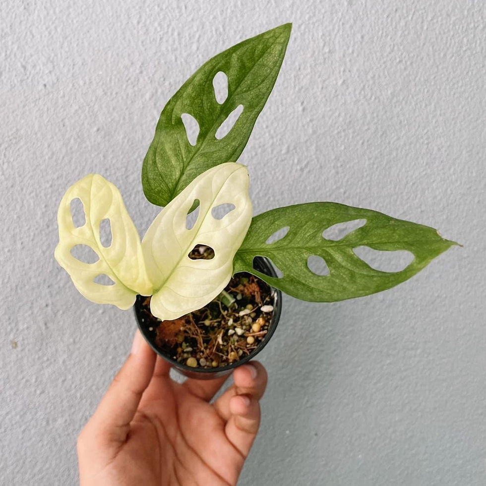 Thumbnail: Monstera Adansonii Variegated Plant