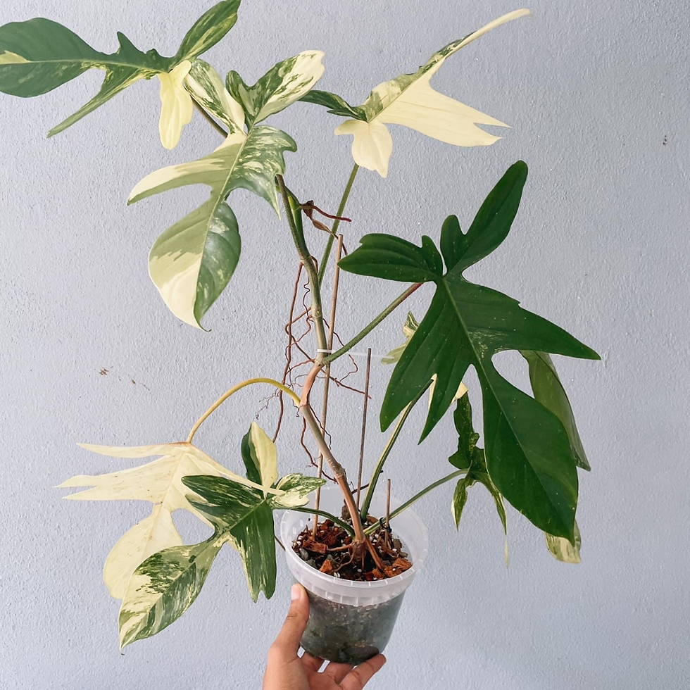 Thumbnail: Florida Beauty Philodendron Plant