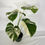 Thumbnail: Monstera Variegated Albo Plant With POT