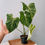 Thumbnail: Philodendron Gloriosum Plant With POT
