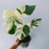 Thumbnail: Monstera Borsigiana Albo Plant with Pot