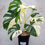 Thumbnail: Monstera Albo Variegated Plant with Pot