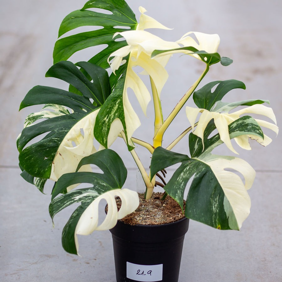 Thumbnail: Monstera Albo Variegated Plant with Pot