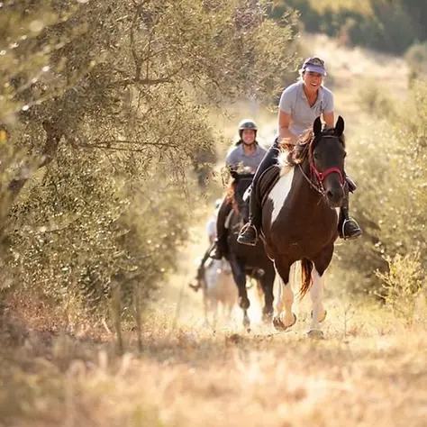 Horseback riding and lessons