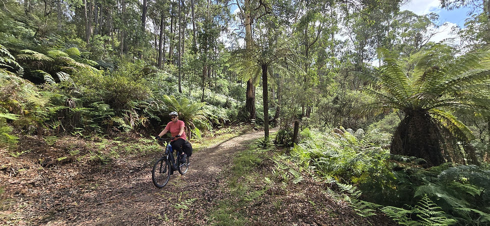 ride-relax-discover-tour-ebike-tree-fern-forest-trail.jpg