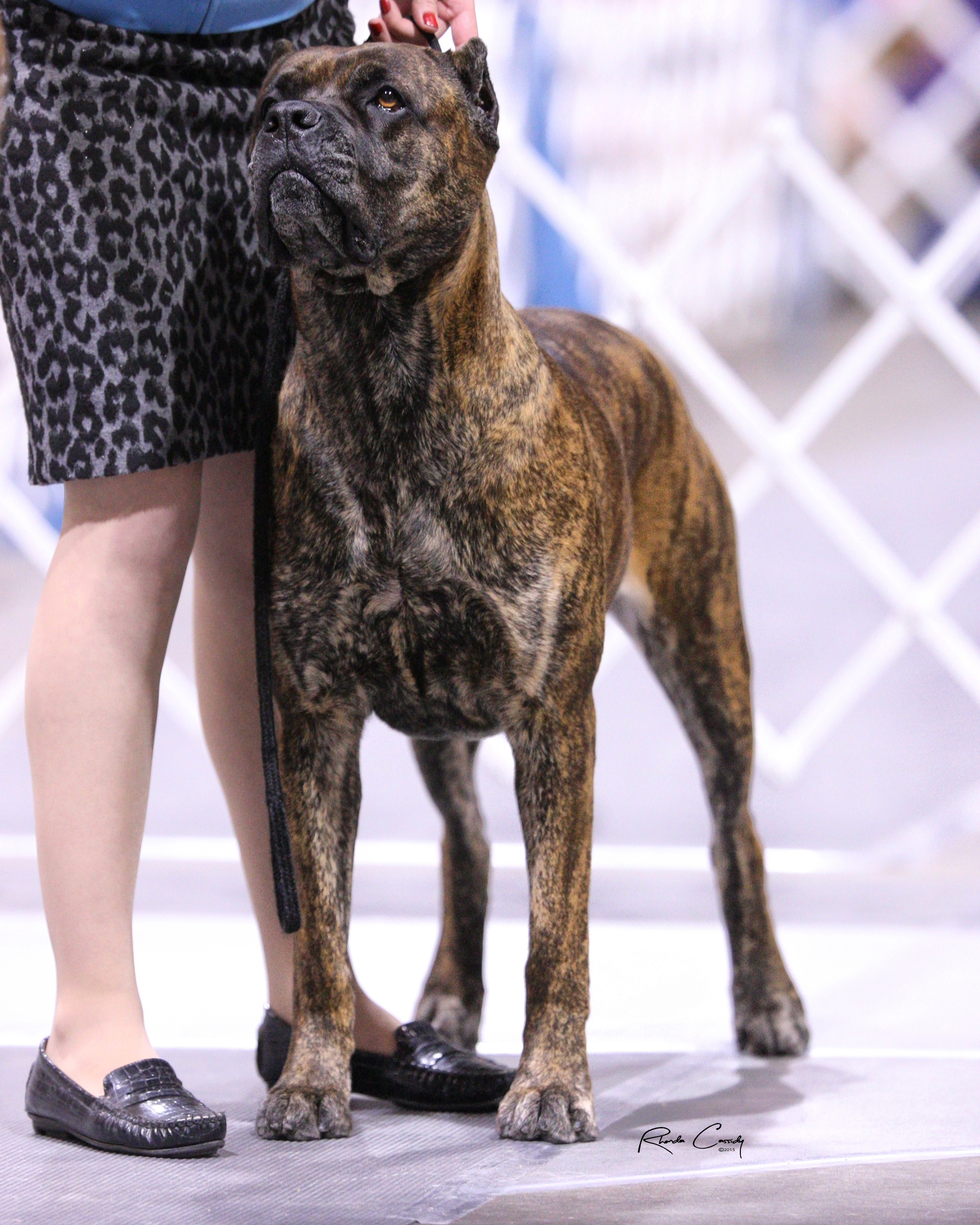 Missouri Cane Corso Puppieskansas Citypuppy Cultureadibeir