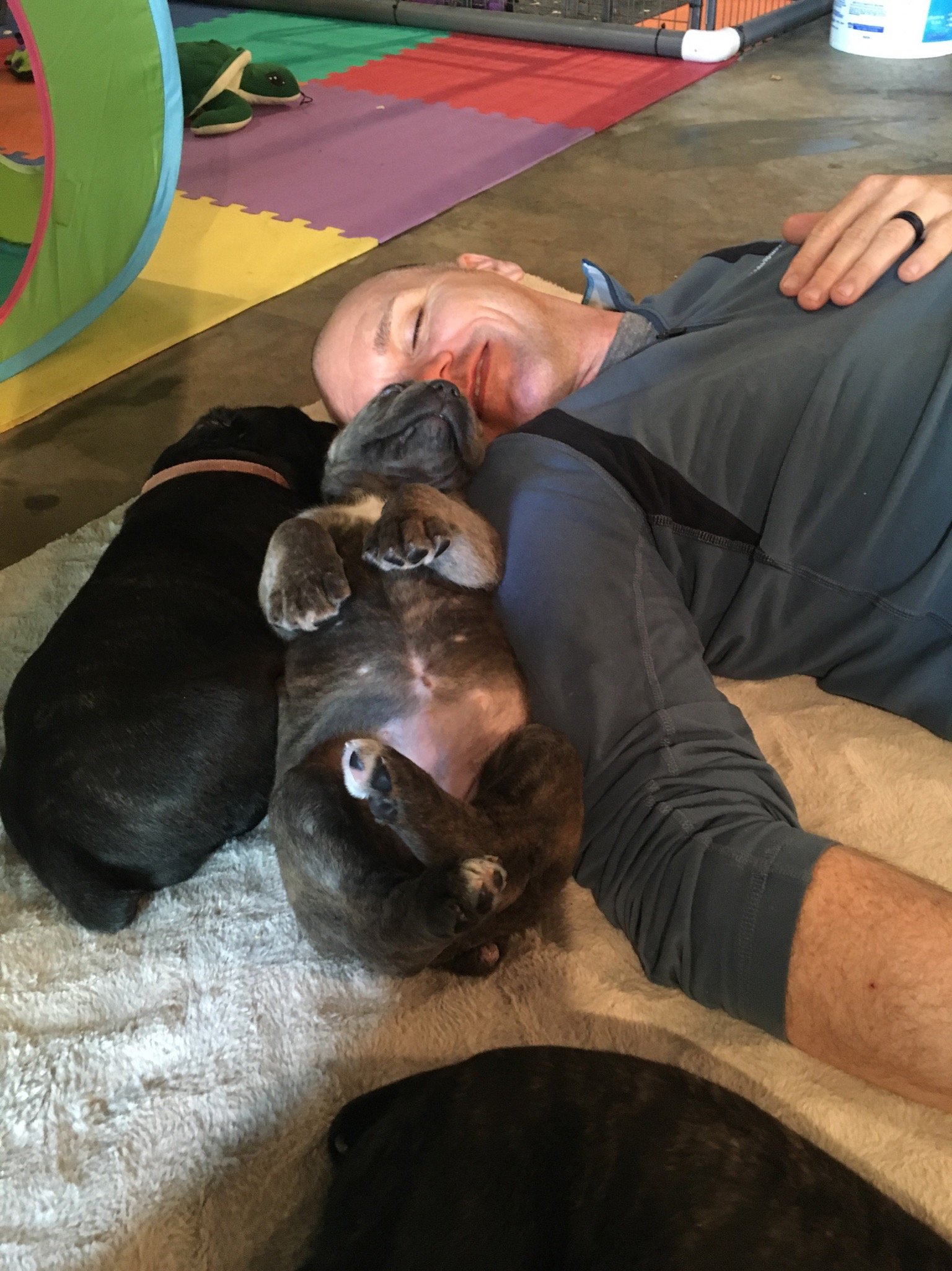 Missouri Cane Corso Puppieskansas Citypuppy Cultureadibeir