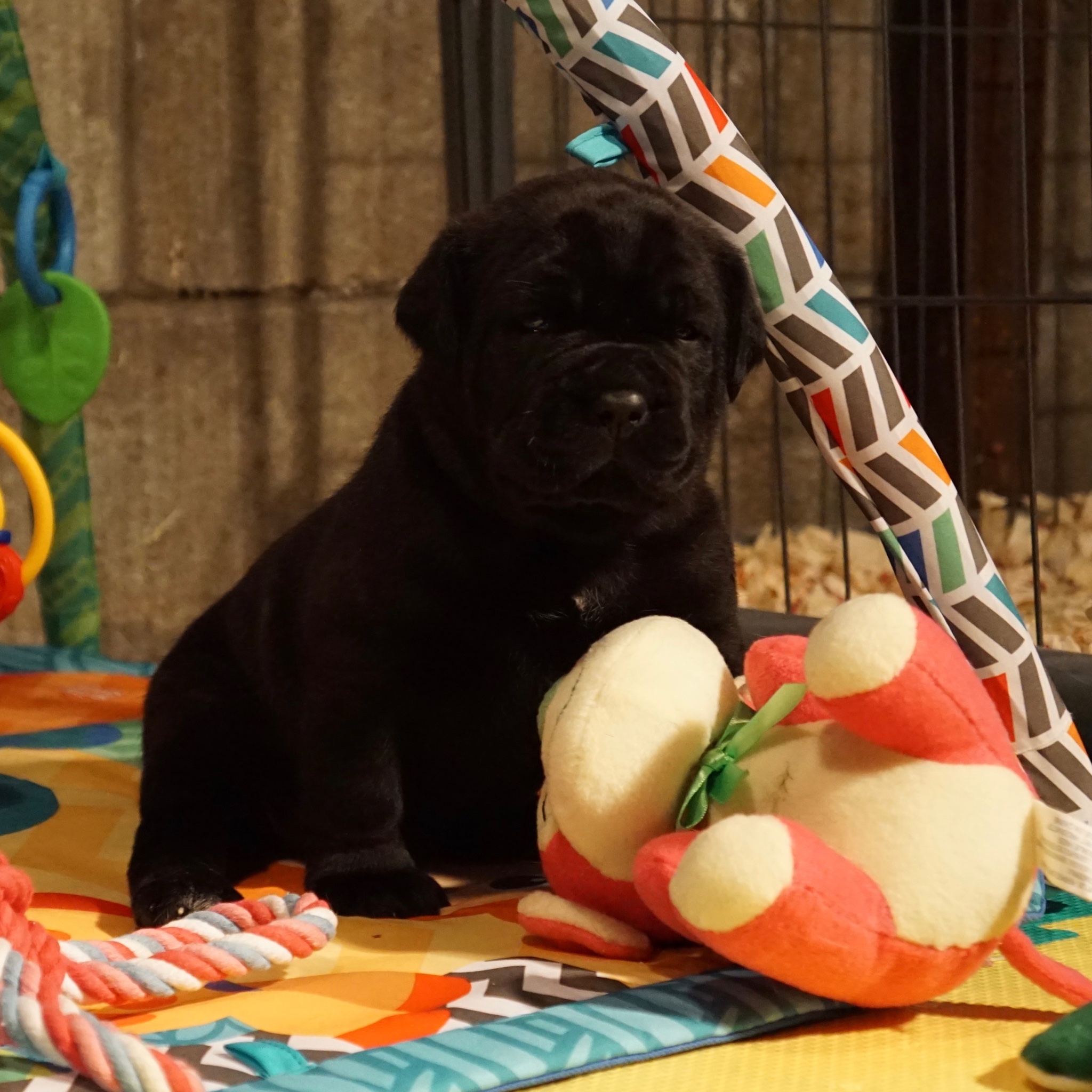 Missouri Cane Corso Puppieskansas Citypuppy Cultureadibeir