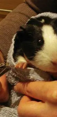 Prices Extra Services The Guinea Pig Hotel