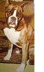 Junger Hund der Rasse Boxer