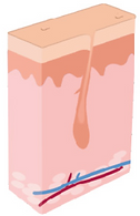 Laser Hair Removal Process