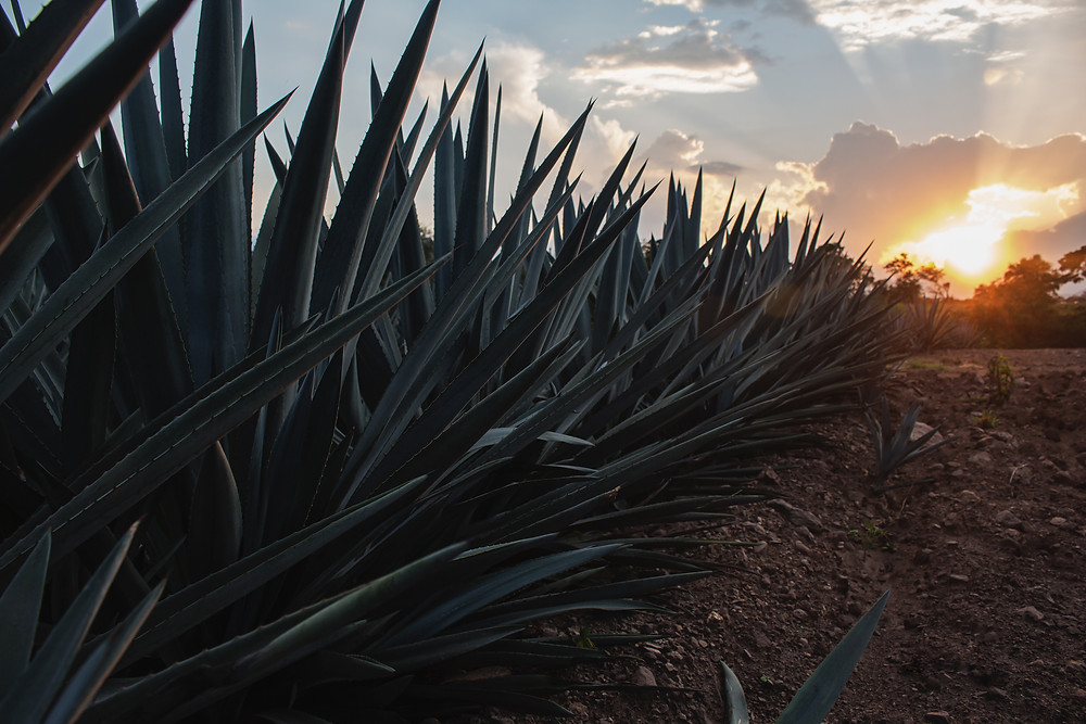 Agave Plant at Sunset