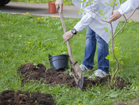Tree Planting Guide