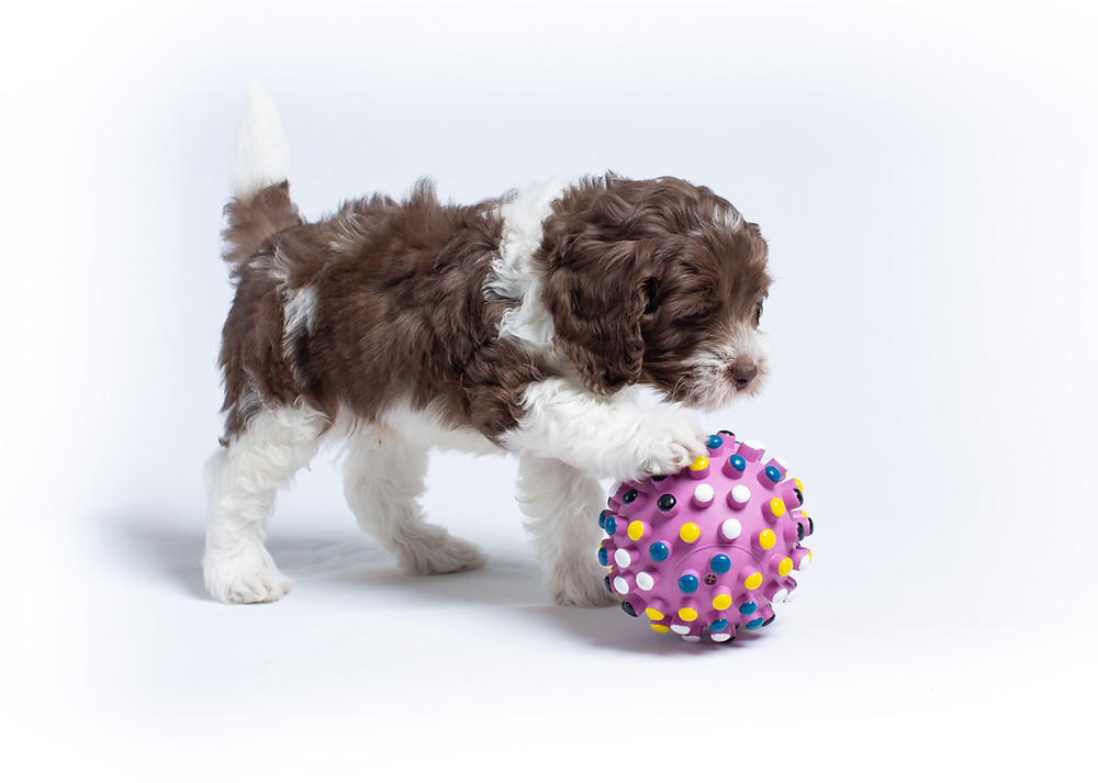 Australian labradoodle puppy playing with a ball