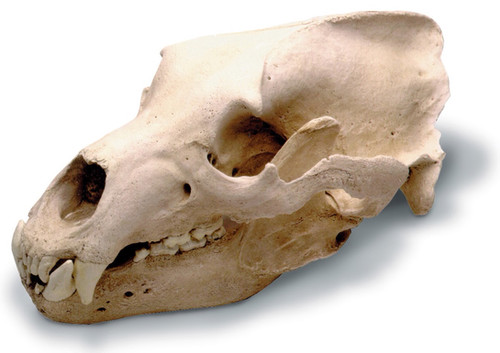 GRIZZLY BEAR SKULL | Skull Duggery | USD 399 | InStock
