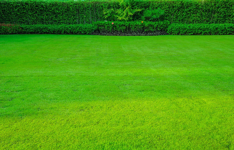 Fresh Cut Grass