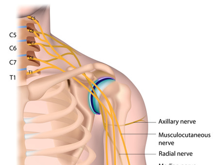 Brachial Plexus