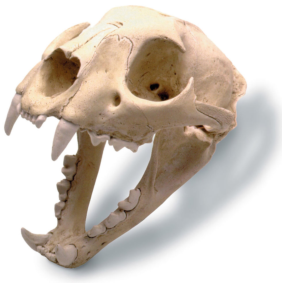 MOUNTAIN LION SKULL W- STD