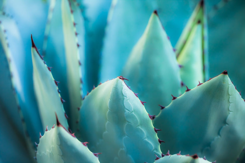 Agave 2.jpeg