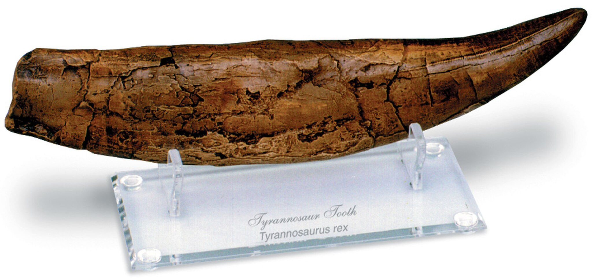 AN 11 IN TYRANNOSAURUS TOOTH