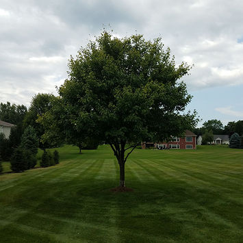 Tree After Pruning & Trimming