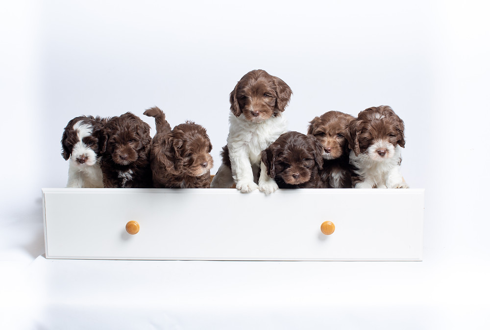 Australian labradoodle puppies playing