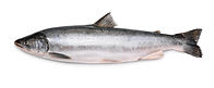 Atlantic Trout.jpeg