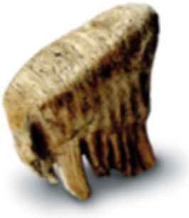 BABY MAMMOTH TOOTH