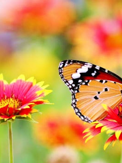 Free stock photo of nature, flowers, petals, blur