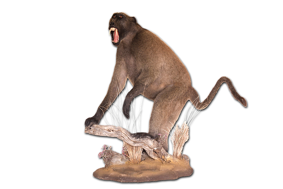 Baboon - Full Mount