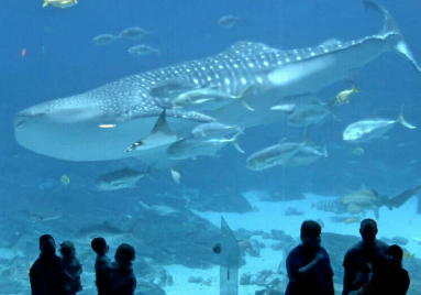 Georgia Aquarium