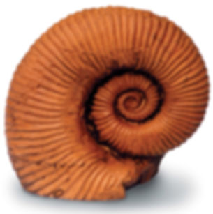 A 4 IN AMMONITE